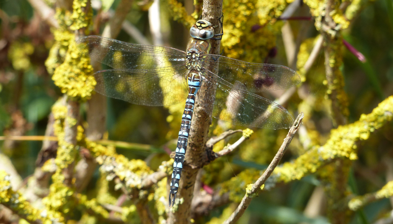 Is this a very confiding Migrant Hawker? We think it is.
