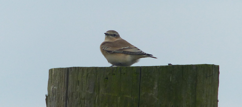 Brace yourself. Wheatears are coming.