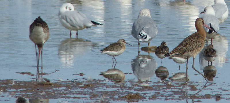 We're pretty confident the bird in the middle is Curlew Sandpiper.