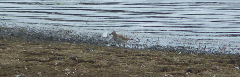 Pectoral Sandpiper - very much a record shot!
