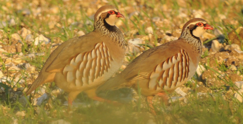 These partridges were quite nicely lit, though.