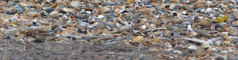 Archive photo of Snow Buntings from Swalecliffe in 2014.