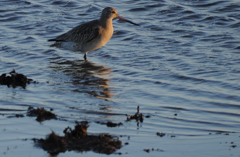 A Bar-tailed Godwit looking for some breakfast.