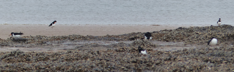 Oystercatchers on the shore.