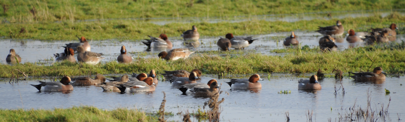 First though, some Wigeon from the car park.