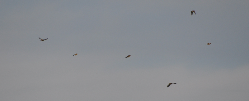 Chaffinches on the move