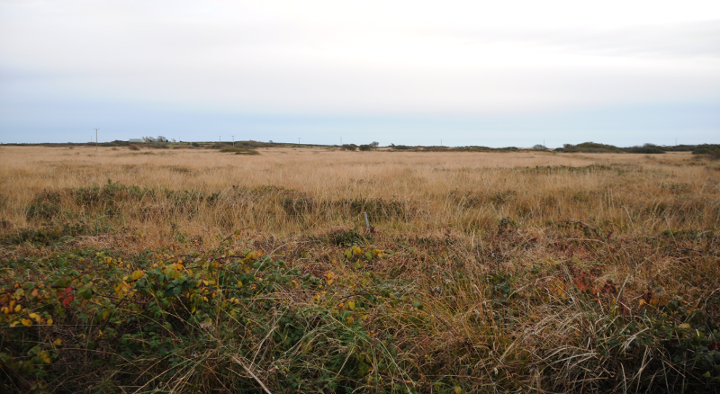 Suitably bleak for a raptor roost