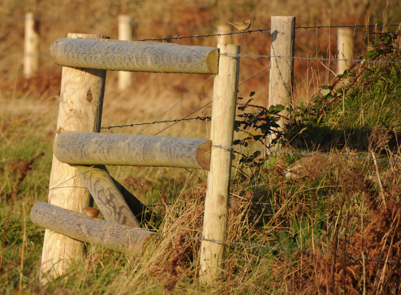 Wren and Mipit play hide and seek on a gate