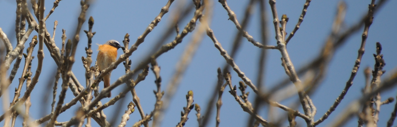 Male Common Redstart.