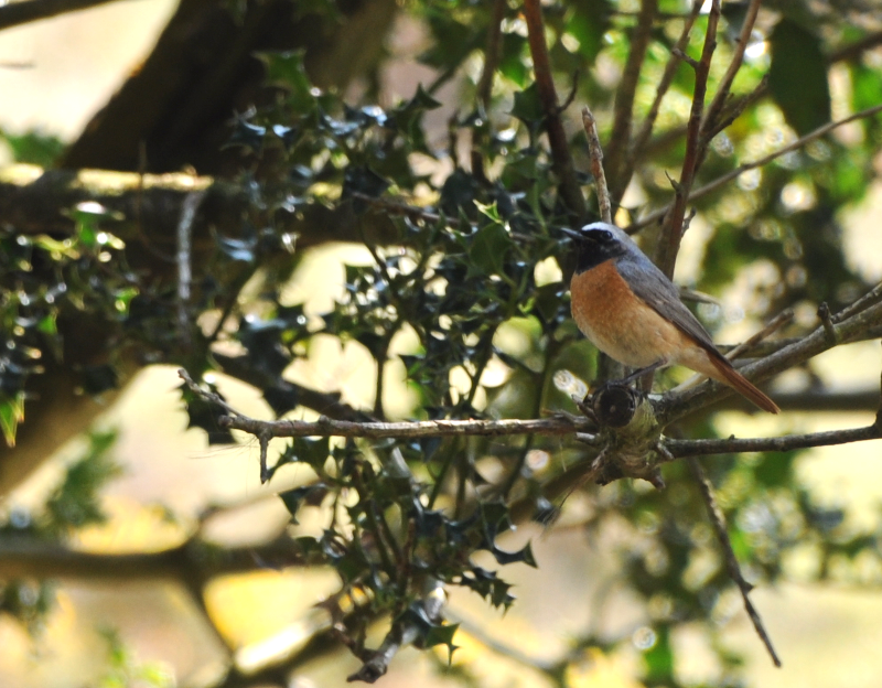 Male Common Redstart in a Holly tree.