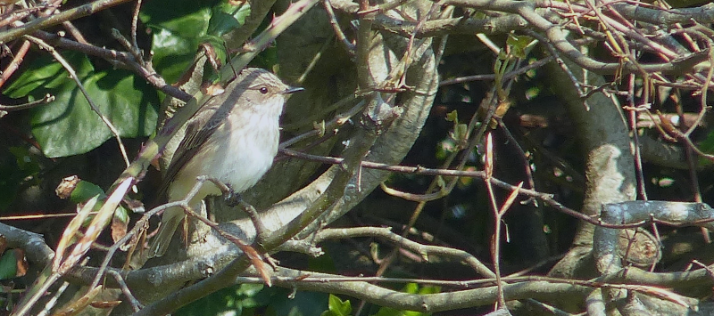 The humble Spotted Flycatcher.