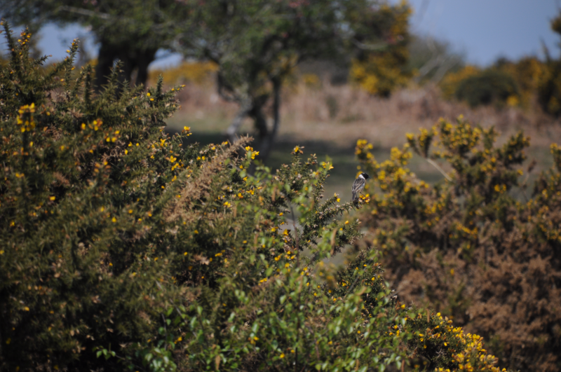 The gorse also smells great, as well as housing Stonechats.