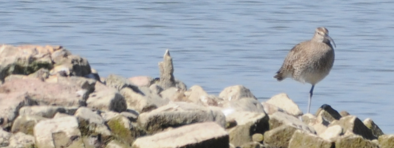 A terrible photo, but enough to convince us it's a Whimbrel.