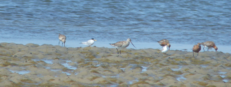 Occasionally a Little Tern or two sat amongst the Barwits.