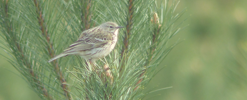 Tree Pipit (on a short tree; classic).