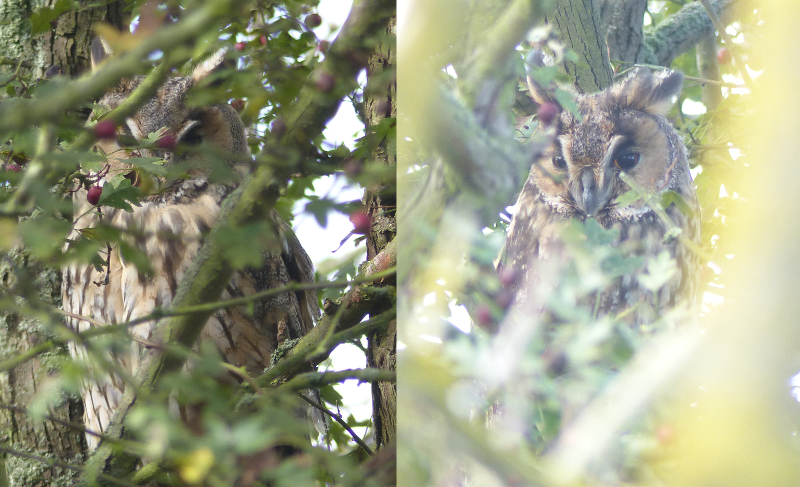 Taken after a half-hour fight with a bridge camera's manual focus in
     October 2014