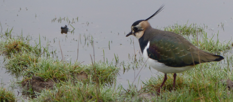 Still enough light to show off this Lapwing, though