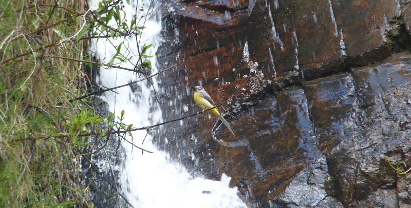 Excellent waterfall with nice Grey Wagtail accessory.