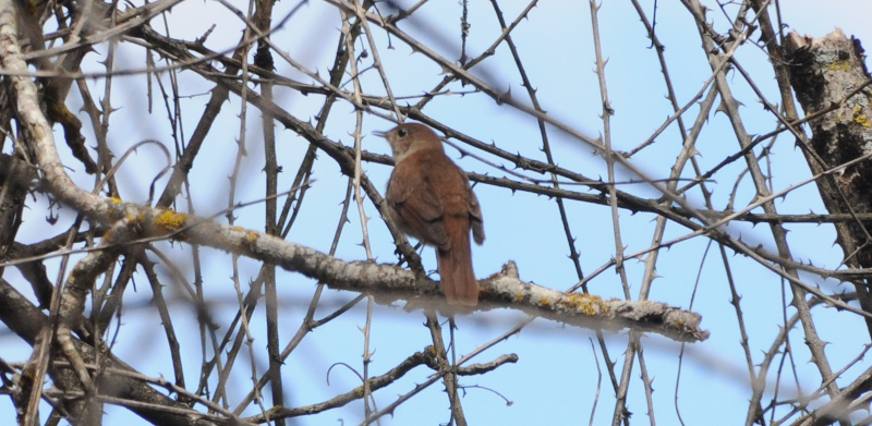 This Nightingale blasted its song out from a tree as we crossed the 
river on the way into Castaño.