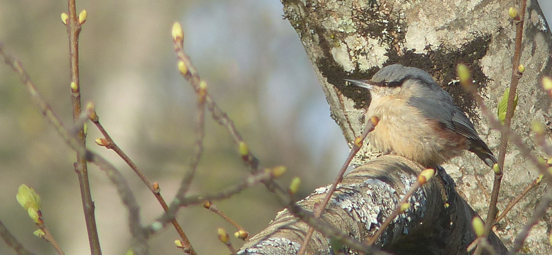 Continental Nuthatch has a few subtle plumage differences, but the 
same attitude.