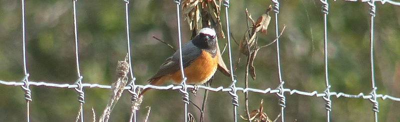 All the Redstarts knew we were there, and gave us a good stare.
