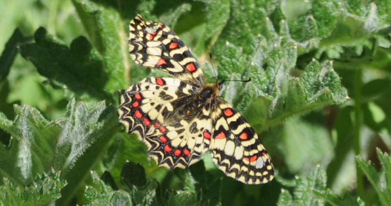 Spanish Festoon butterfly (what a great name!)