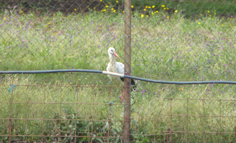 This White Stork, on the other hand, was easier to capture.