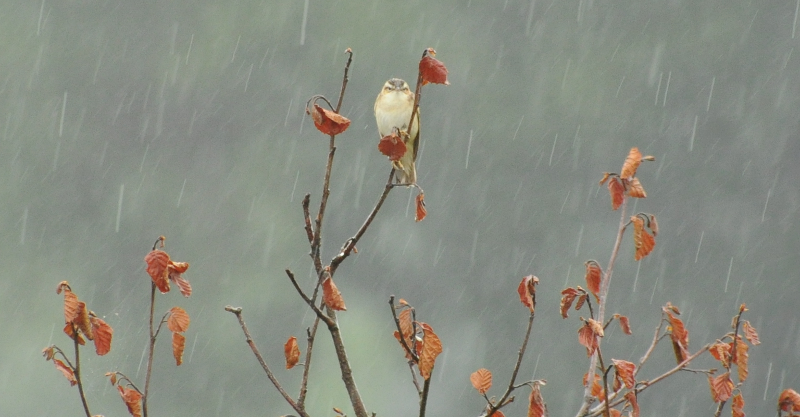 This Sedge Warbler looks about as impressed with the rain as AB1 did.
