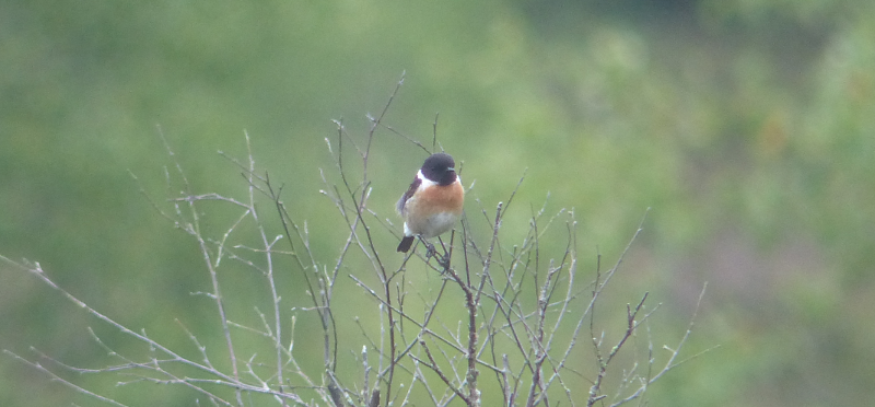 The first Dartford was at the bottom of the bush this Stonechat was
     in.