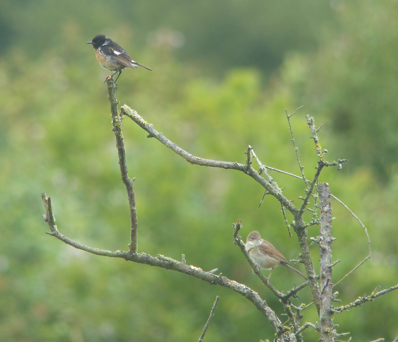 Stonechat and Whitethroat.