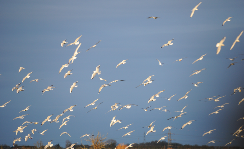 Won't you pay my telephone gulls?