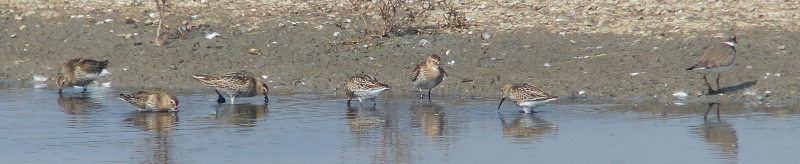 The Ringed Plover is too cool to hang with these Dunlin.
