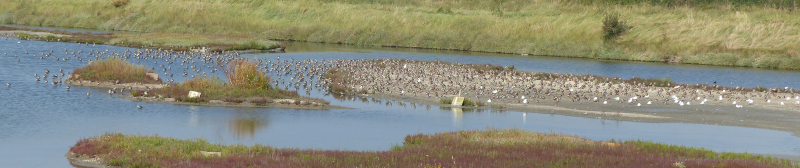 Lots of Black-tailed Godwits.