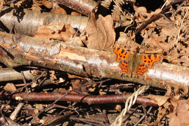 Comma in January.