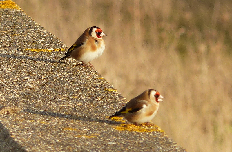 These Goldfinches sung us back to the car.