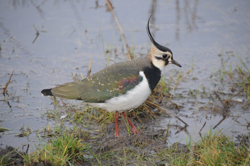 This handsome Lapwing escorts us out.