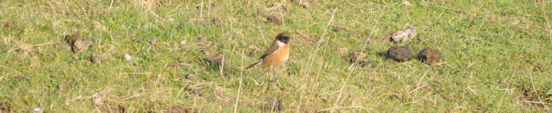 And, of course, a sentinel Stonechat.