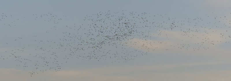 A cloud of wigeon heads out for the day.