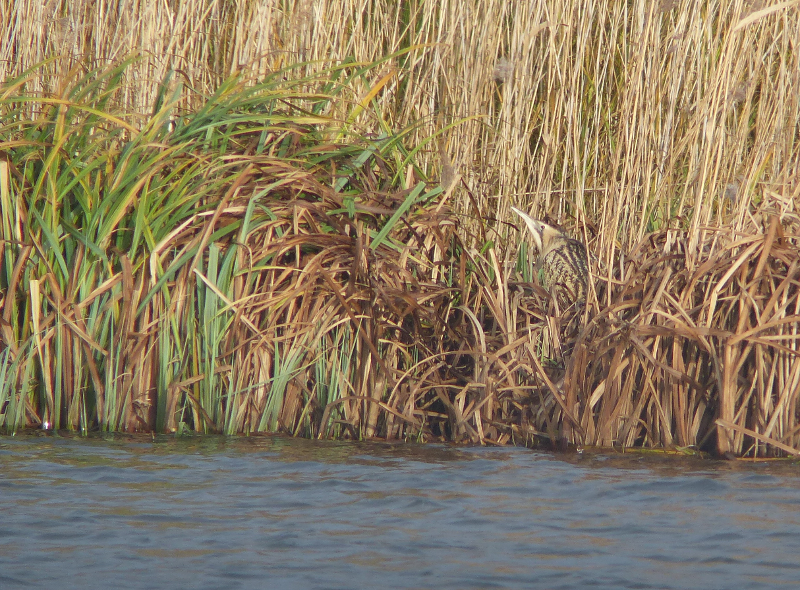 Beady-eyed Bittern at Barnes (from a 2015 visit)