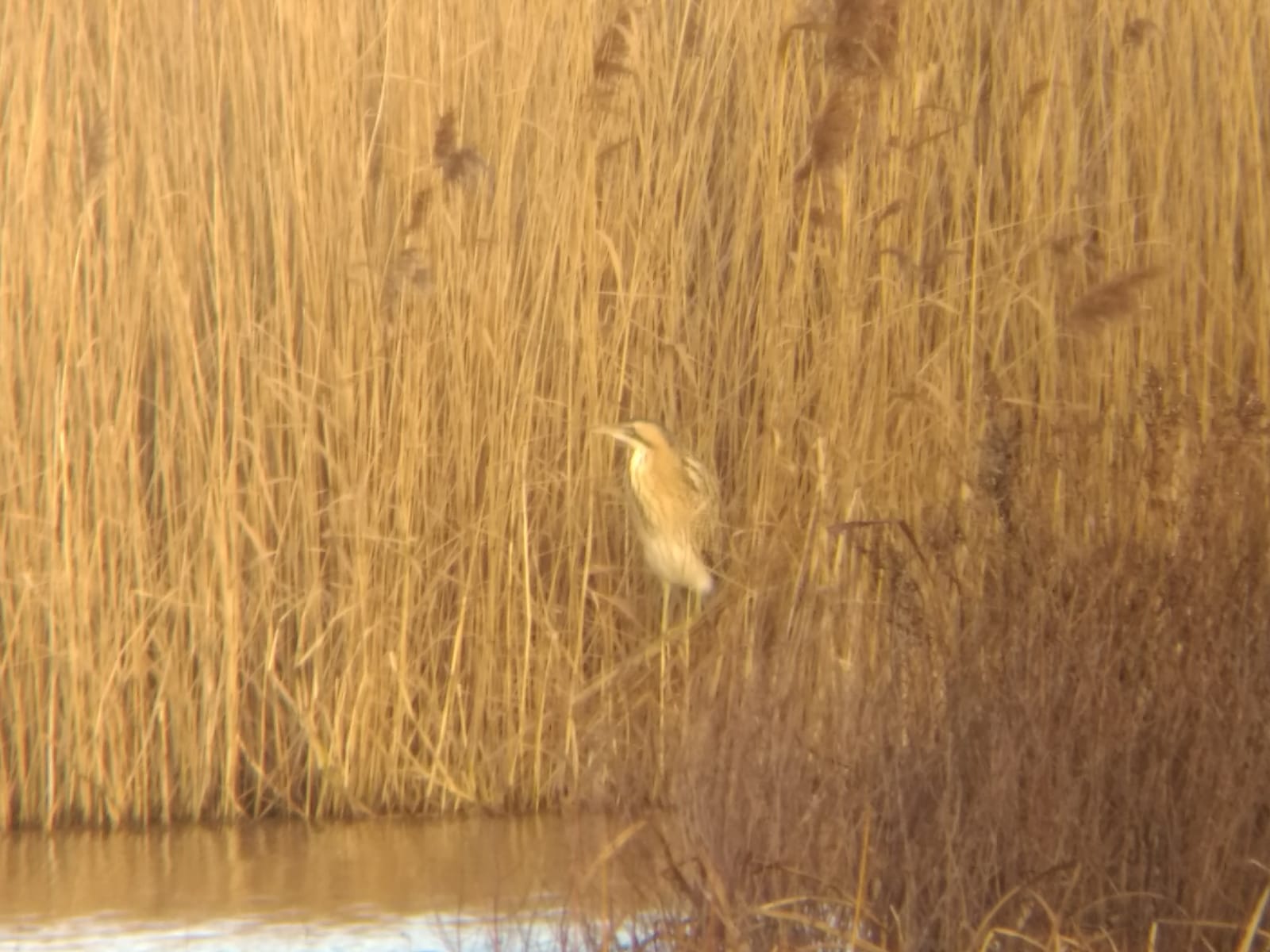 Blurry phonescoped bittern - they all count!