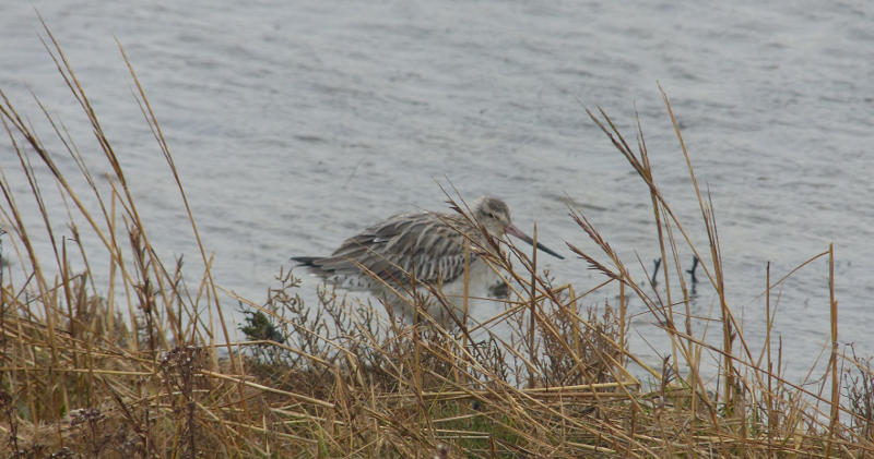 Between us we decided this specimen on the tidal marsh was Bar-tailed.