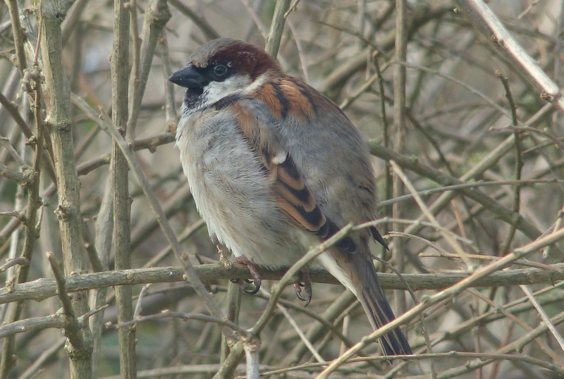 A very confiding House Sparrow from a hide at Strumpshaw