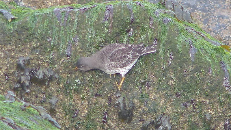 Even the sandpiper found conditions tricky