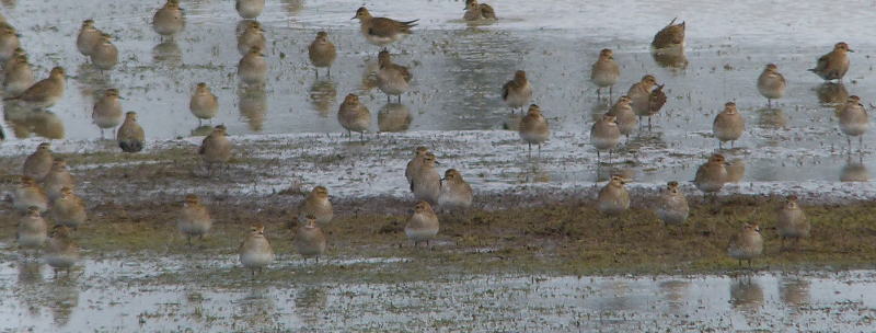 These are greasy plovers (they'll get a hold on you; believe it!)