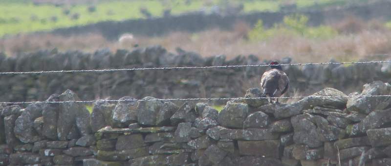 With barbed wire, at the back of a field, but still, a black 
    grouse it is