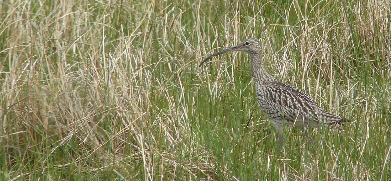 Charming young Curlew