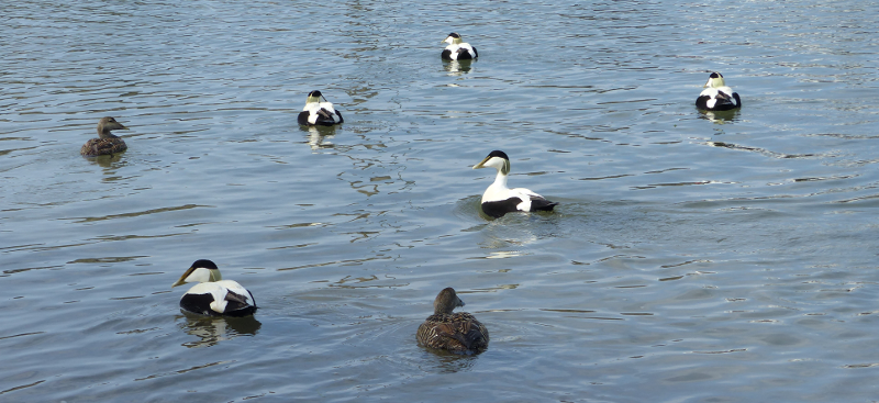 With apologies to Chris Packham, Eiders are the best duck