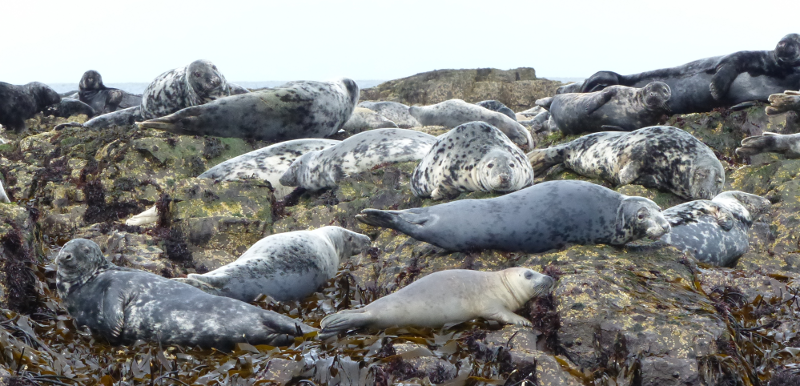 Oh, yes, there are plenty of seals as well.