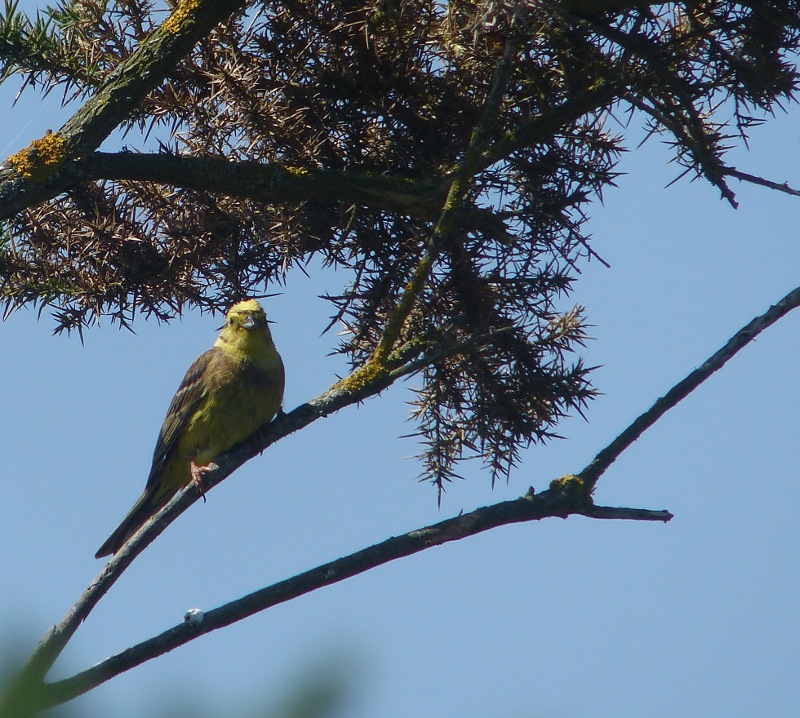 Haven't we seen this Yellowhammer somewhere before?
