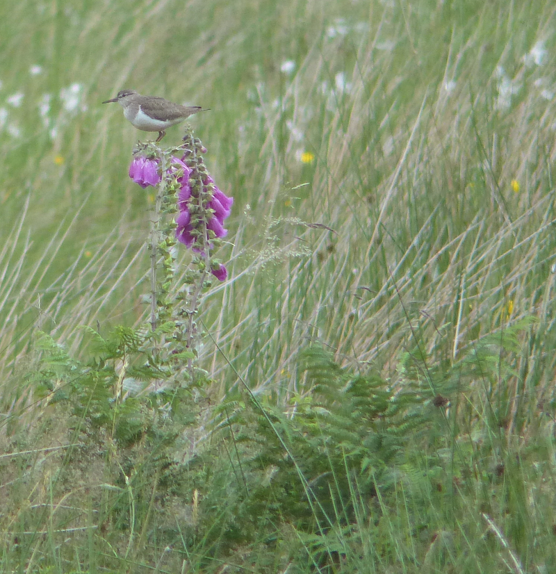 Foxglove Common Sandpiper.